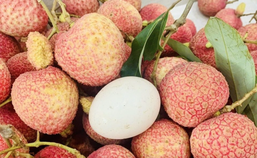 Vải trứng Hưng Yên