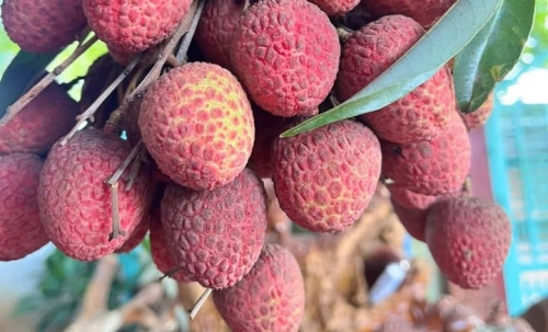 Người nên hạn chế ăn vải- Ảnh 1.
