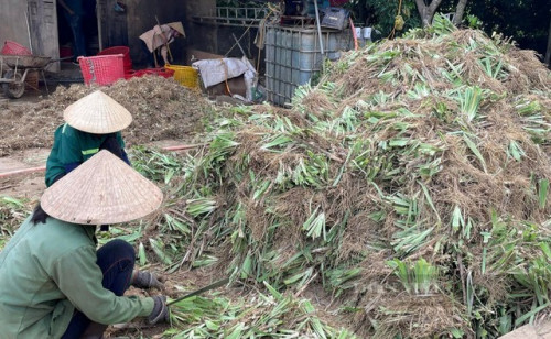 Gia đình ông Vũ Văn Lợi thu hoạch cây rễ quạt.