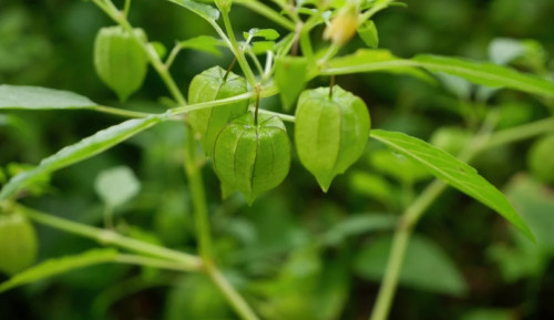 Việt Nam có loại quả dại, ít người ăn, sang Nhật có giá 2,9 triệu đồng/kg.