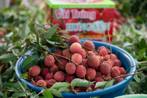 Vải trứng Hưng Yên