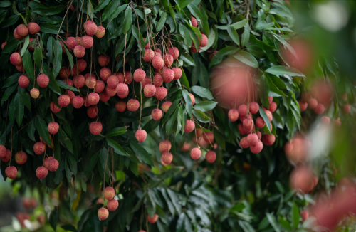 Quả vải trứng