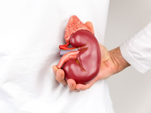 Suy thận ngày càng xuất hiện nhiều ở người trẻ.