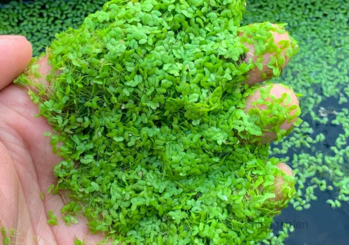 Bèo tấm (ảnh minh họa)