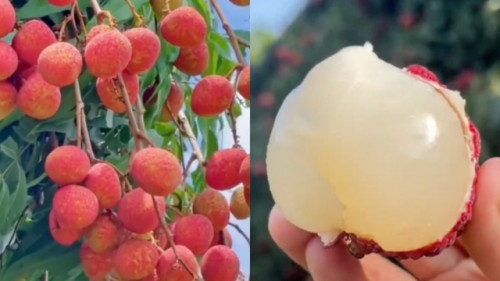 Vải