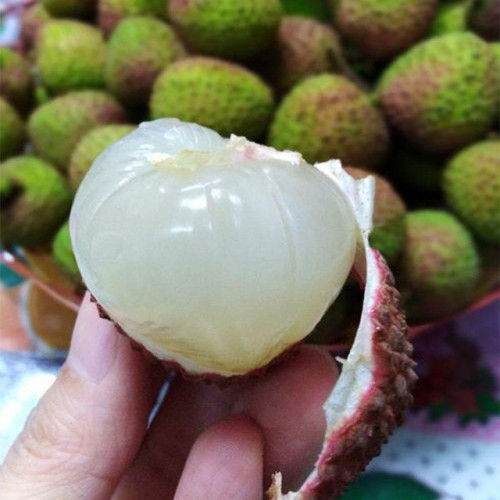 Vải