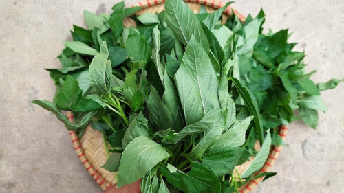 Rau đay có hàm lượng sắt cao hơn cả thịt bò.