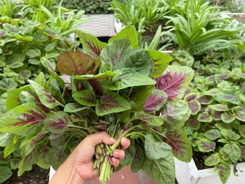 Hướng dẫn cách rửa rau sạch.
