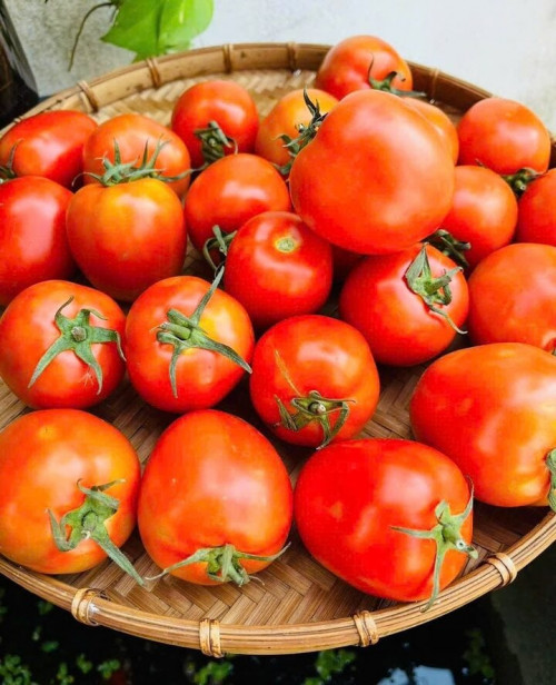 Cà chua có nguy cơ nhiễm thuốc bảo vệ thực vật.