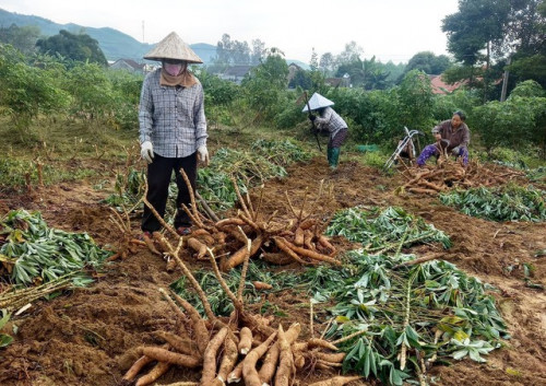 Trung Quốc chi hơn 300 triệu đô để thu mua 1 loại củ của Việt Nam