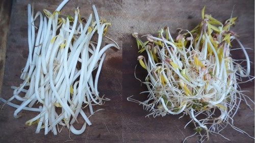 Giá đỗ không rõ nguồn gốc