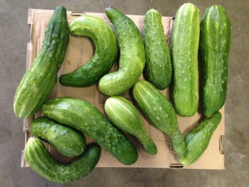 Dưa chuột biến dạng