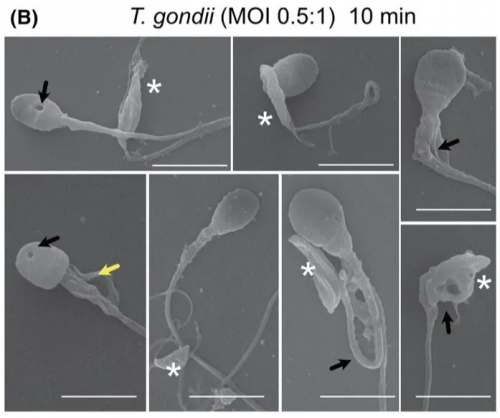 Toxoplasma gondii xâm nhập vào hệ thống sinh sản.