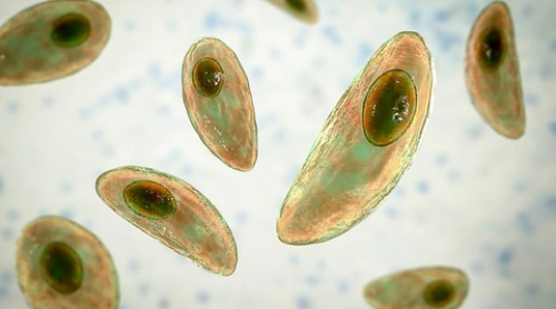 Ký sinh trùng Toxoplasma gondii