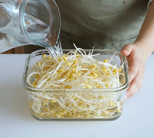 Ngâm giá đỗ lâu làm mất chất dinh dưỡng.