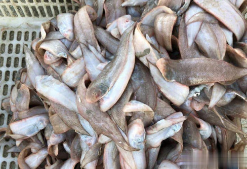 Cá lưỡng trâu - Ảnh 3.