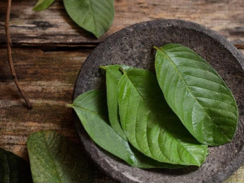 Sử dụng lá ổi dưỡng tóc.