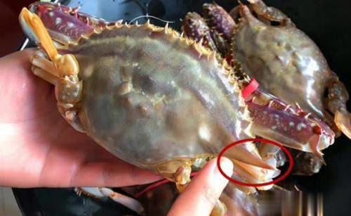 Mẹo chọn cua 2