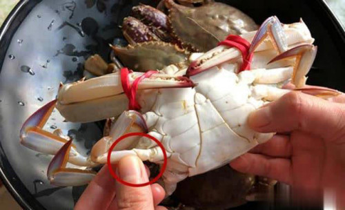 Mẹo chọn cua