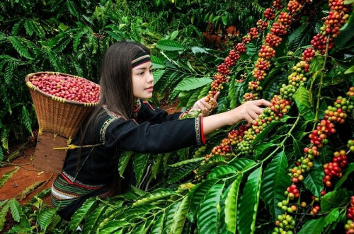 Cà phê Buôn Ma Thuột.