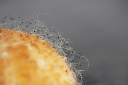 Nghiên cứu về Aspergillus flavus