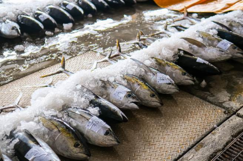 Cá ngừ vây vàng