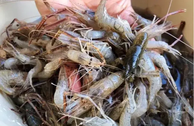 Tôm có đuôi rụng
