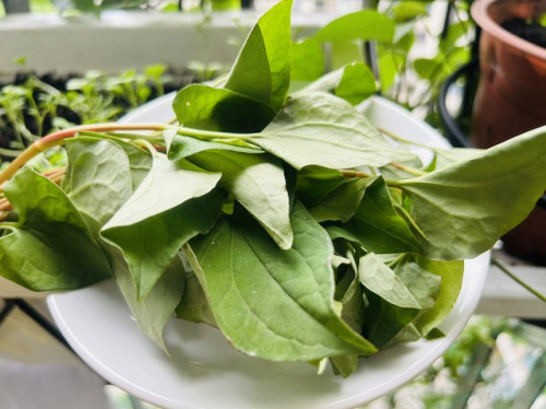 Rau diếp cá được biết đến với tên gọi 'rau thần'.