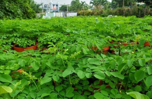 Cây chùm ngây ở Việt Nam
