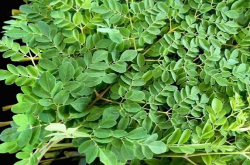 Cây chùm ngây ở Việt Nam