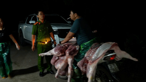 Lợn bệnh được tiêu hủy