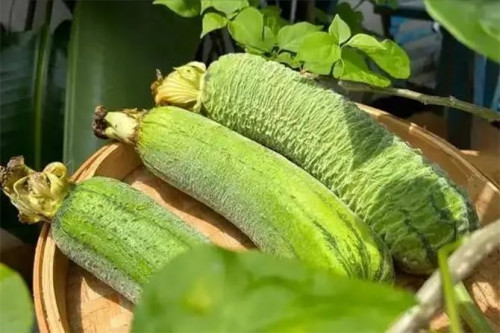 Sai lầm khi chế biến mướp