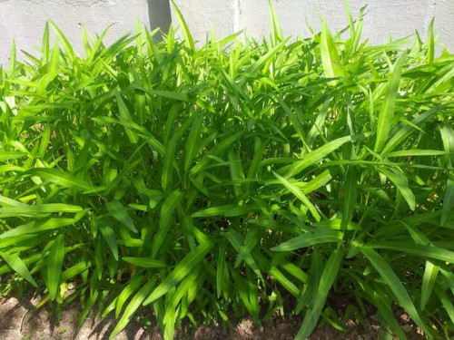 Trồng rau muống cẩn thận