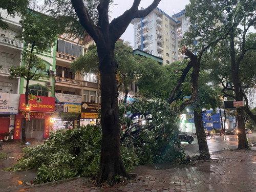 Cây đổ trên đường phố.