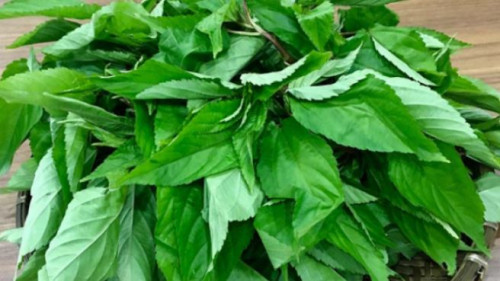 Rau đay trong bữa ăn