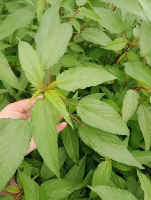Rau đay tươi ngon