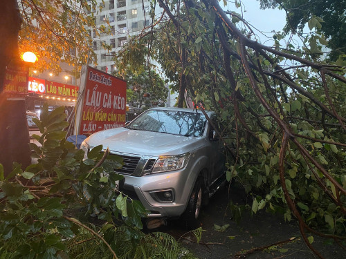 Cây xanh bật gốc tại Hà Nội.