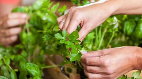 4 loại rau chứa đầy ký sinh trùng