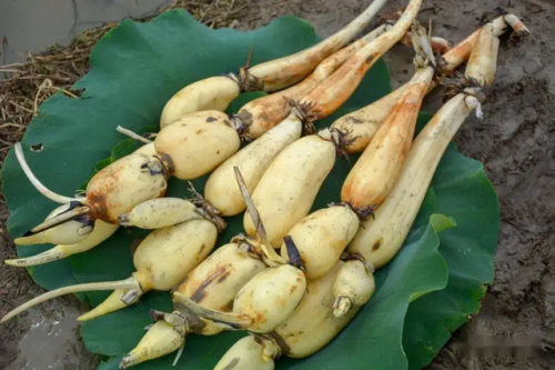 4 loại rau chứa đầy ký sinh trùng