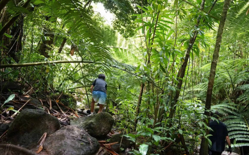 Tôn Lệ cùng các con trekking xuyên rừng